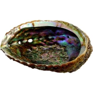 Abalone Shell