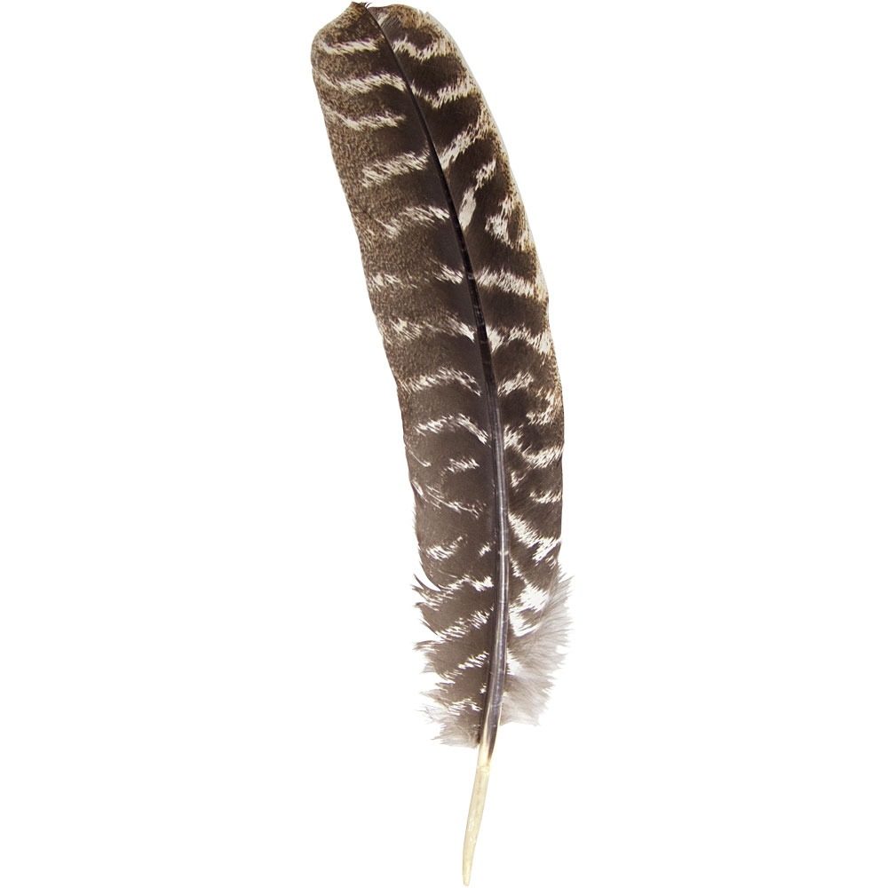 Turkey Feather