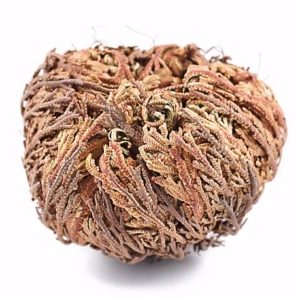 Rose of Jericho