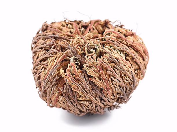 Rose of Jericho